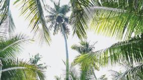 longest-coconut-tree-in-dindigul