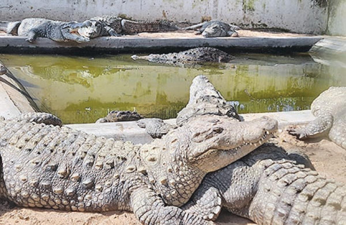 புதுப்பொலிவு பெறும் அமராவதி முதலைப் பண்ணை | Amaravathi Crocodile Farm renovation work in tiruppur