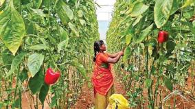 hosur-capsicum-welcome-on-the-market-farmers-are-happy-with-the-rise-on-prices