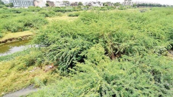 Vaigai River Losing its Identity due to Oak Trees!