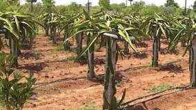 retired-official-who-is-amazing-in-dragon-fruit-cultivation-in-sivagangai