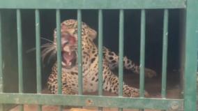 4th-leopard-trapped-in-tirumala-cage-tirupai