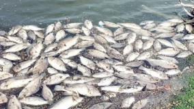 public-demand-to-remove-dead-fish-floating-on-perur-periya-lake