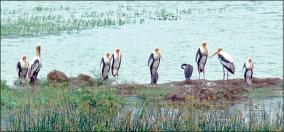 after-10-years-hosur-ramanayake-lake-has-been-weeded-by-the-arrival-of-foreign-birds