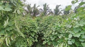 market-opportunity-stable-income-small-farmers-in-krishnagiri-are-more-interested-in-cultivating-lablab