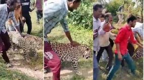 madhya-pradesh-sick-leopard-crawls-into-village-people-handled-like-pet-animal