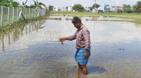 damage-to-crops-due-to-excess-water-entering-the-fields