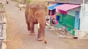 baahubali-the-elephant-entered-the-residential-area-near-mettupalayam