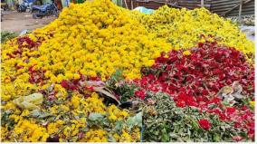 flowers-wasted-in-madurai-due-to-price-drop