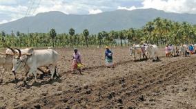 bullock-plowing-on-traditional-method-interest-of-gompaipati-farmers