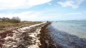 a-rare-species-of-sea-cow-in-the-gulf-of-mannar