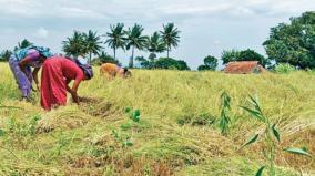 due-to-the-lack-of-rain-during-the-growing-season-the-yield-of-samai-on-the-chitheri-hills-region-is-greatly-affected