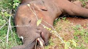 death-of-male-elephant-on-sathyamangalam-forest-department-investigation