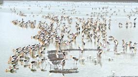 birds-gone-hungry-due-to-drought