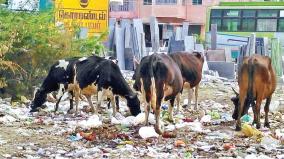 garbage-issue-in-tirupattur-to-vaniyambadi-street