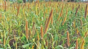 rye-crops-affected-by-sparrows-army-farmers-of-anchetty-region-suffer