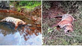 autopsy-of-two-male-tigers-killed-near-emerald-20-member-panel-investigates