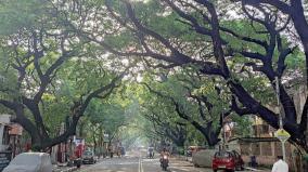 municipal-corporation-planted-for-tree-management-increase-in-green-area-of-chennai