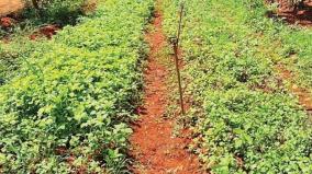 young-man-gave-up-his-office-job-on-chennai-and-came-to-madurai-for-organic-farming