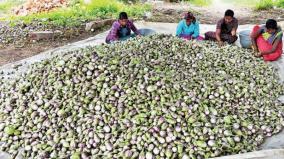 sending-5-tons-of-eggplant-daily-from-veppanapalli-to-other-states