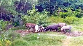 health-disorder-by-pigs-in-ambur