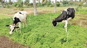 price-fall-due-to-increase-on-yield-cattle-fodder-mint-on-shoolagiri