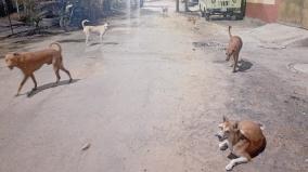 dogs-issue-in-nanganallur