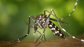 dengue-sevre-action-need