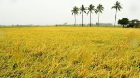 central-govt-not-allocating-funds-for-crop-insurance-scheme-tn-govt-informs-hc