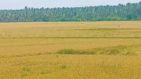 kanyakumari-2-000-acres-of-paddy-crop-has-been-washed-away-due-to-heavy-rains