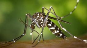 more-number-of-dengue-cases-in-puduchery
