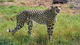 cheetah-project-focus-on-breeding-animal-selection-in-2nd-year-high-official