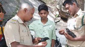 kudos-to-the-boy-who-rescued-the-injured-koel-birds-caught-by-the-crows