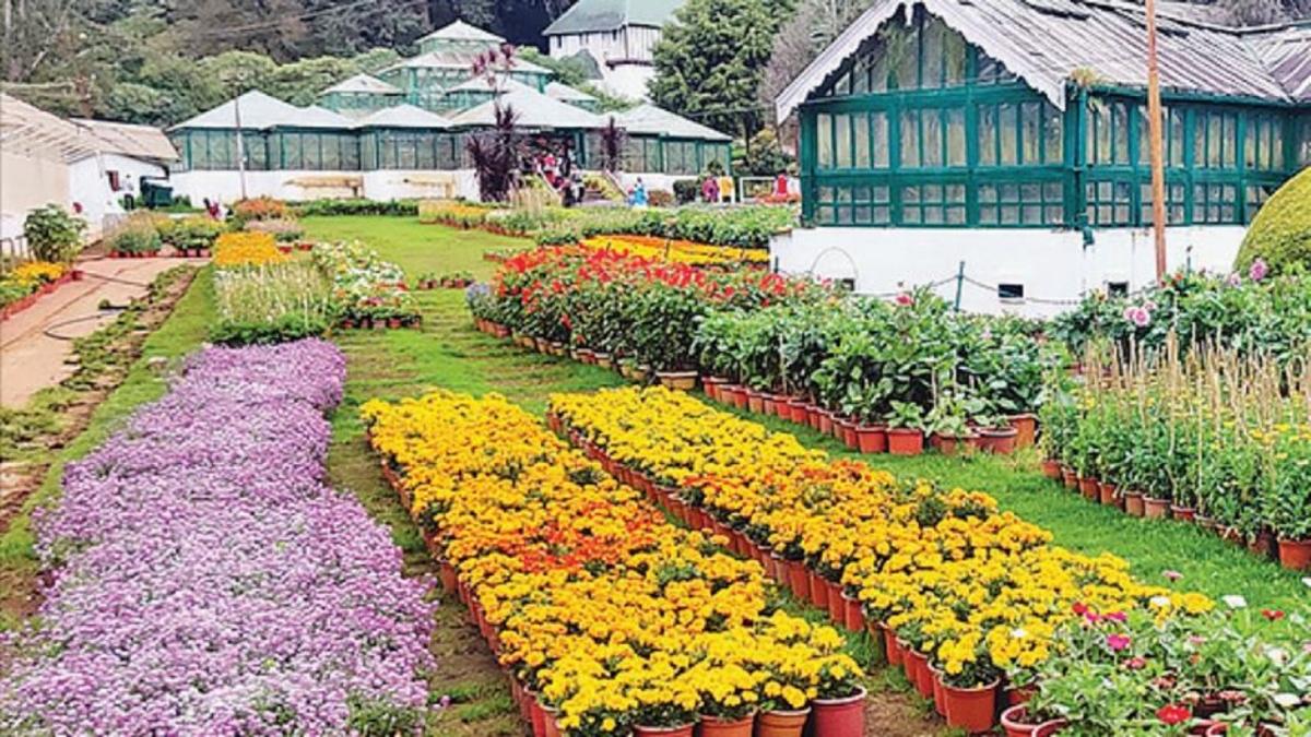 உதகை தாவரவியல் பூங்காவில் 2-வது சீசனுக்காக 15,000 தொட்டிகளில் பூத்துக்குலுங்கும் மலர்கள் | 15000 Pots of Flowers Bloom for 2nd Season at Udhagai Botanical Gardens