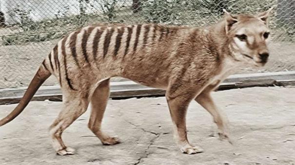 Researchers at University of Melbourne Working to Revive the Tasmanian Tiger using Ancient DNA
