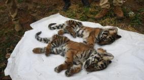 4-tiger-cubs-killed