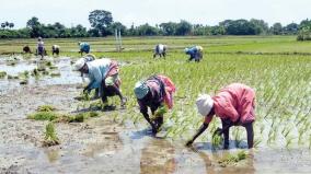 crop-insurance-scheme-for-kurvai-cultivation-high-court-orders-government-respond