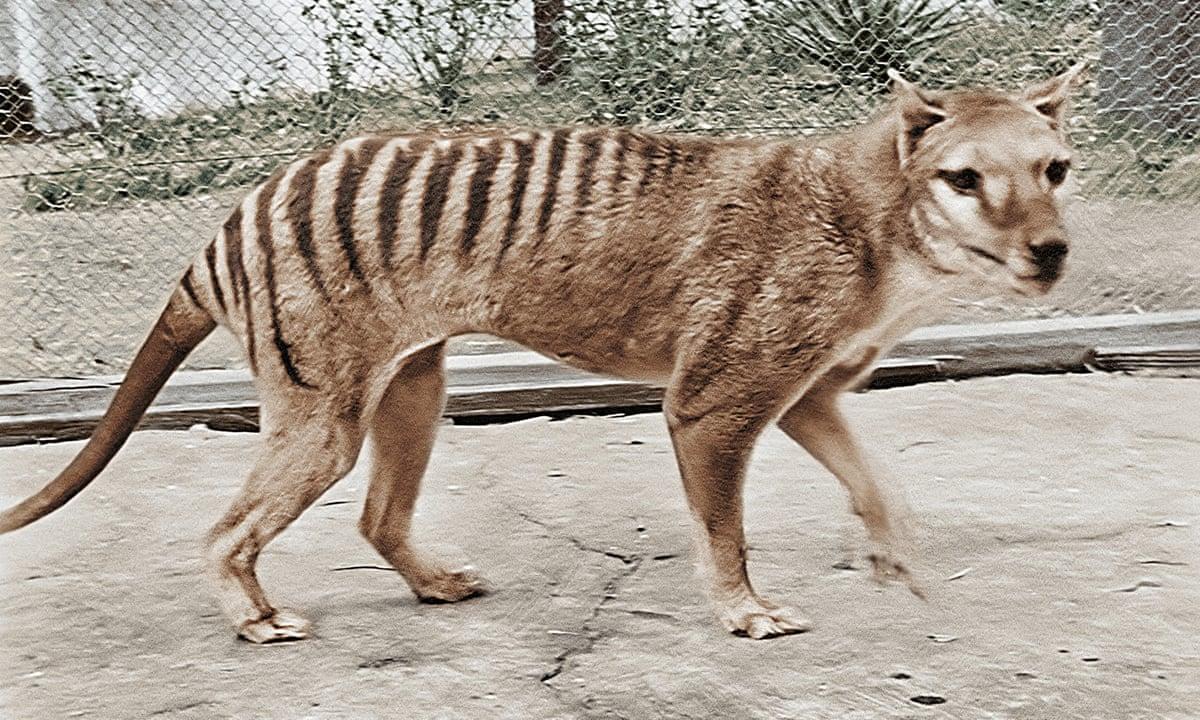  மீண்டும் வருகிறது ‘டாஸ்மேனியன் புலி’ – 100 ஆண்டுகளுக்கு முன்பு அழிந்து போன விலங்கு | Scientists one step closer to resurrecting Tasmanian tiger that went extinct 100 years ago