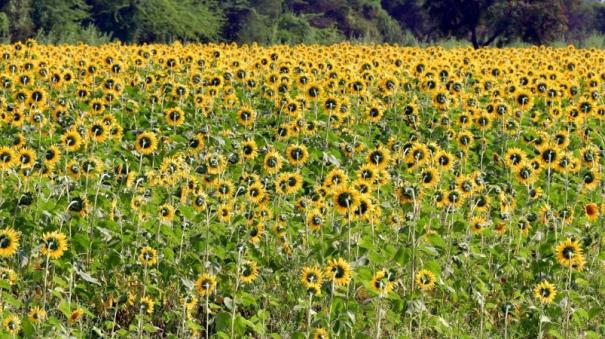 Ekkalnattam hill village people who are interested in sunflower cultivation