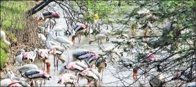 foreign-birds-flock-to-the-forest-before-the-season-begins