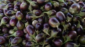 farmers-are-worried-due-to-fall-in-price-of-brinjal