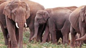 wild-elephants-threatening-palani-farmers-fighting-to-protect-crops