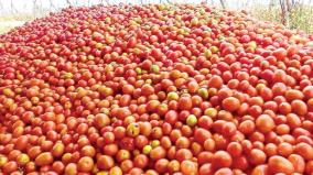 sale-of-tomatoes-on-ration-shops-to-get-permanent-price-throughout-the-year-farmers-demand