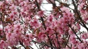 prunus-flowers-blooming-to-welcome-the-2nd-season-on-kodaikanal