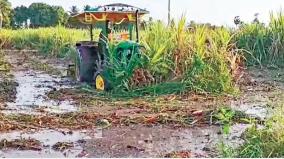 farmer-destroyed-the-diseased-sugarcane-field