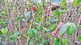betel-leaves-destroyed-by-chapati-pest-attack-in-puducherry