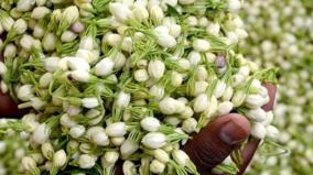 80-damage-to-jasmine-crop-due-to-continuous-rains-pest-attacks-krishnagiri-farmers-on-agony