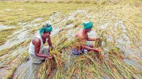 compensation-issue-in-thanjavur-farmers