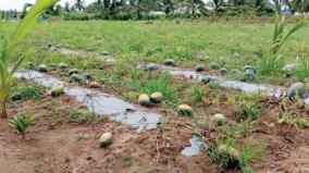 watermelon-rotting-without-harvesting-due-to-prices-fall-arur-farmers-worried