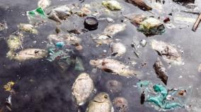 dead-fish-floating-on-malaikotta-theppakulam-urge-to-keep-it-clean